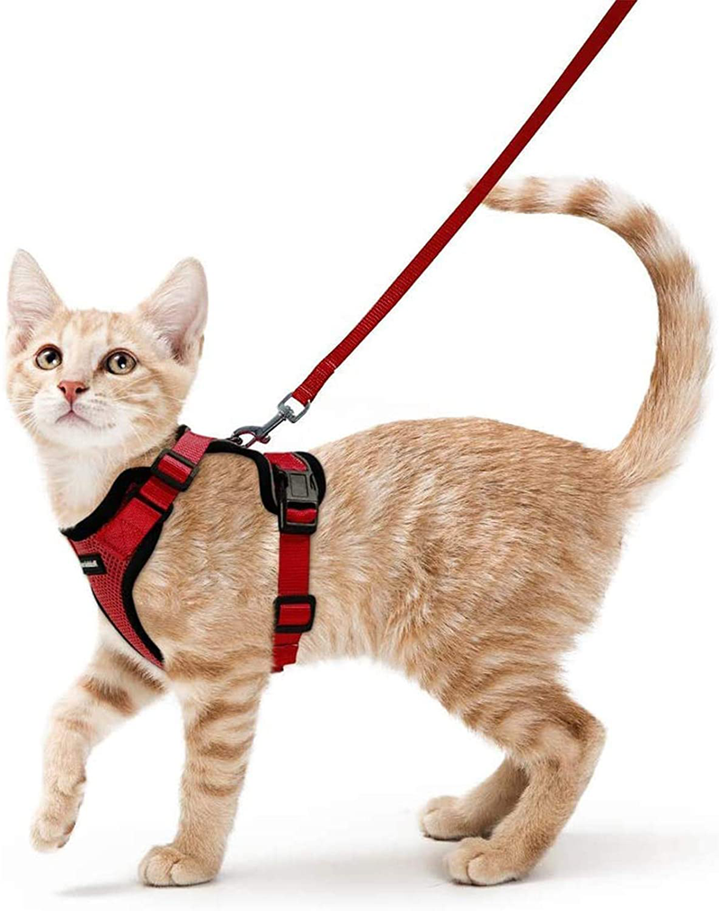 rabbitgoo Cat Harness and Leash for Walking, Escape Proof Soft Adjustable Vest Harnesses for Cats, Easy Control Breathable Jacket, Black, XS Animals & Pet Supplies > Pet Supplies > Cat Supplies > Cat Apparel GLOBEGOU CO.,LTD Red S 