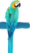 Sweet Feet and Beak Comfort Grip Safety Perch for Bird Cages - Patented Pumice Perch for Birds to Keep Nails and Beaks in Top Condition - Safe Easy to Install Bird Cage Accessories Animals & Pet Supplies > Pet Supplies > Bird Supplies Sweet Feet and Beak Blue X-Large 13.5" 