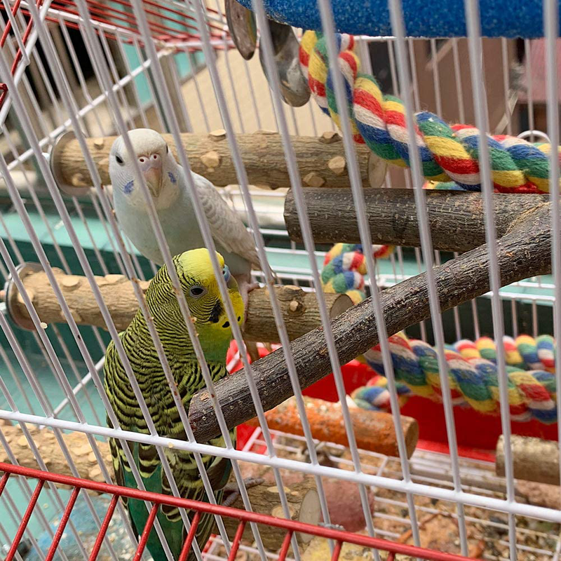 LIMIO Bird Perch 4 PCS Natural Wood Stand Parakeet Toys Bird Cage Accessories for Parrots Conure Supplies Budgie Platform Animals & Pet Supplies > Pet Supplies > Bird Supplies LIMIO   