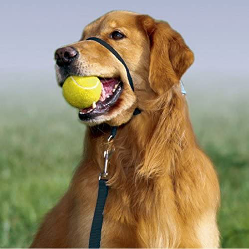 PetSafe Gentle Leader Headcollar, No-Pull Dog Collar – Perfect for Leash & Harness Training Animals & Pet Supplies > Pet Supplies > Dog Supplies PetSafe   