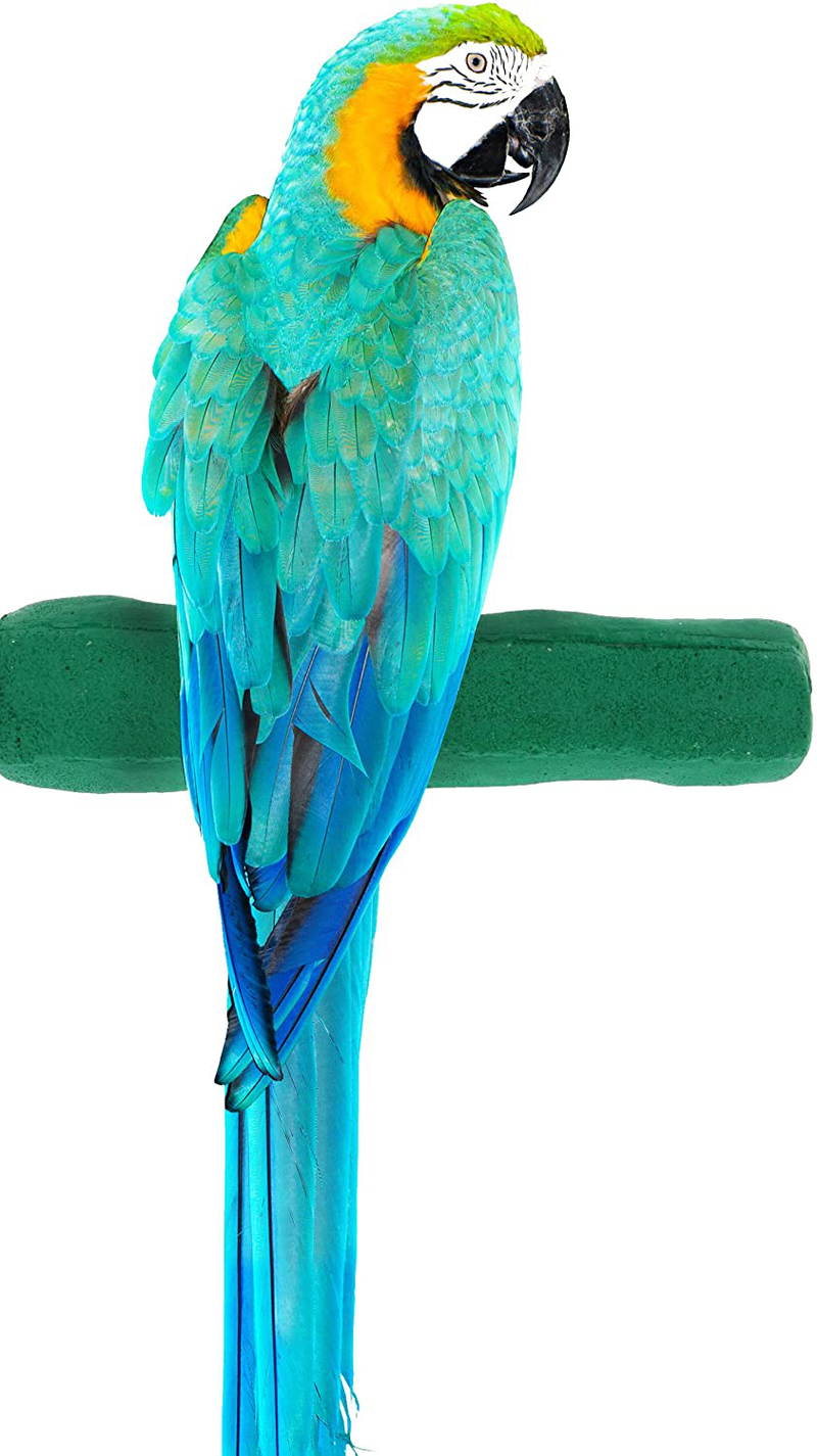 Sweet Feet and Beak Comfort Grip Safety Perch for Bird Cages - Patented Pumice Perch for Birds to Keep Nails and Beaks in Top Condition - Safe Easy to Install Bird Cage Accessories Animals & Pet Supplies > Pet Supplies > Bird Supplies Sweet Feet and Beak Green X-Large 13.5" 