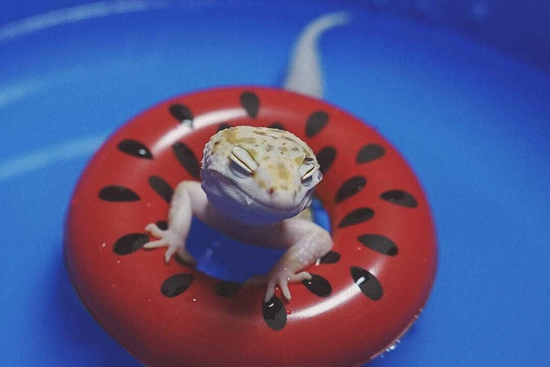 3.74 Inch Lizard Bearded Dragon Leopard Gecko Bath Collar Ring Swimming Rings Reptile Swim Life Jacket Float Ring for Leopard Gecko Anole Amphibians Cage Accessories Photo Shoot Toy