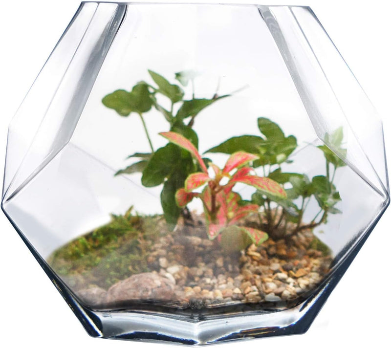 CYS EXCEL 7" Clear Glass Geometric Terrarium Bowl | Prism Honeycomb Plant Vase | Hexagon Design Candle Holder Container