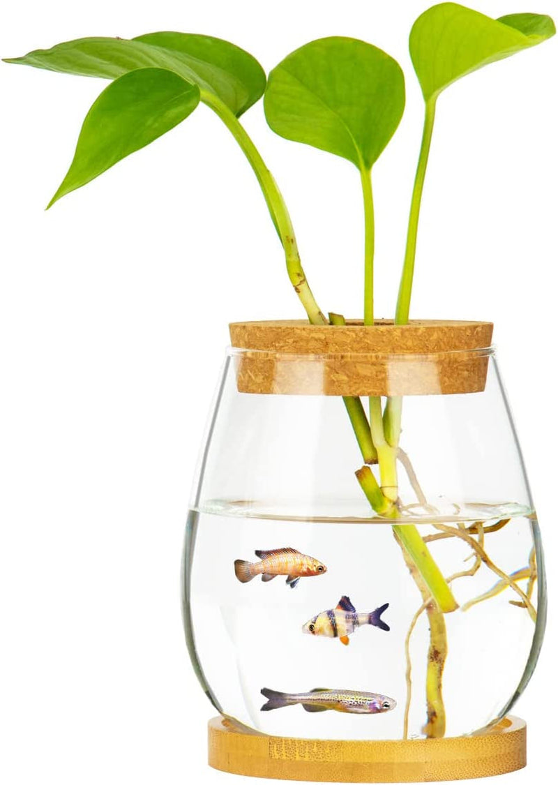 Desktop Fish Bowl Clear Glass Small Fish Tank with Wood Lid and Bamboo Stand for Betta Fish Plants Terrarium Home Office Decoration Gifts