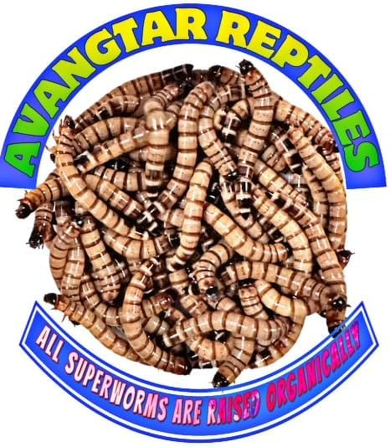 200 Large Superworms (1.5”-2") for Reptiles, Chameleons, Bearded Dragons, and More