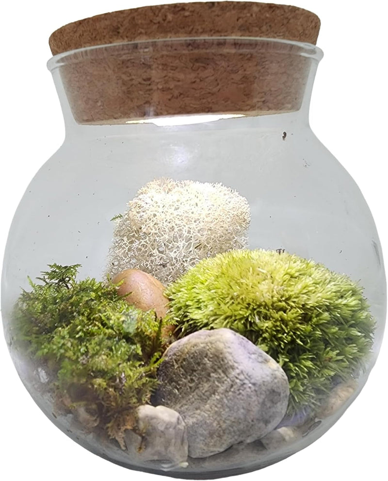 Create Your Serene Moss Sanctuary with the Unique Gardener Moss Bowl Terrarium Kit with LED Light - Perfect for Stress Relief & Air Purification!