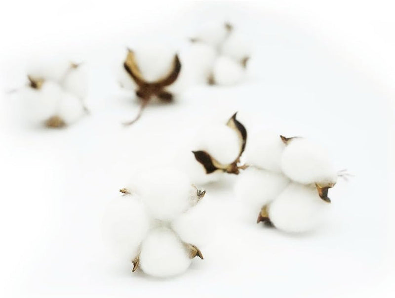 50 Pcs White Cotton Bolls Balls Decor, Dried Cotton Balls for Wreath Decorative, Home, Wedding Decor Balls (50Pcs)