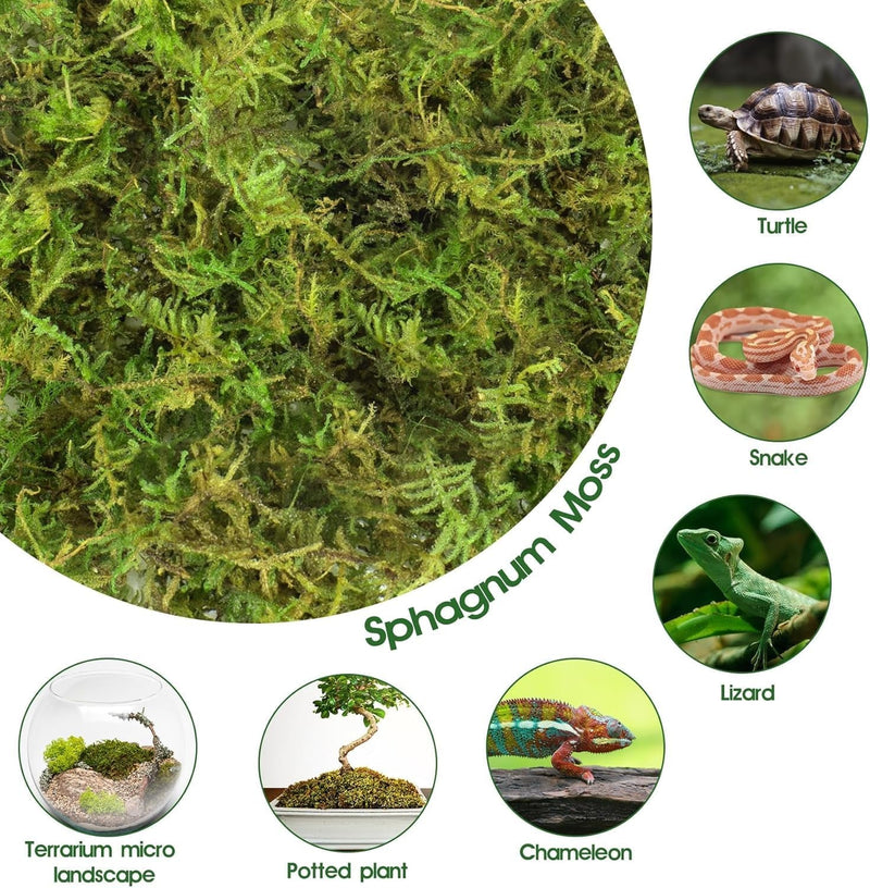 50QT Premium Sphagnum Moss for Reptiles- 14OZ Natural Moss Reptile Moss Bedding for Terrarium, Hatching, Forest Sphagnum Moss Reptile Substrate for Snakes, Gecko, Turtles, Frogs, Leopard