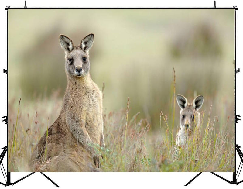 Eastern Grey Kangaroo Photography Backdrop Photographer Portrait Banner Photo Studio Photobooth Prop Photography Background Decoration Supplies 7×5Ft