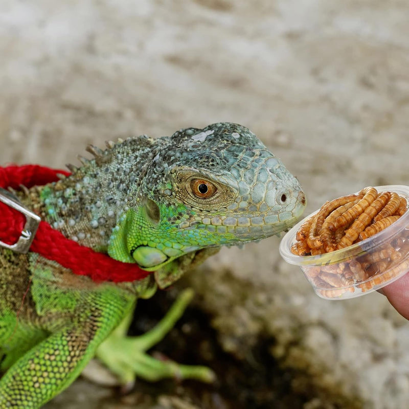 EBOOT 500 Pcs Gecko Food and Water Cups Small Plastic Feeder Cups Reptiles Accessories Reptile Water Bowl Gecko Food Cups Reptile Feeding Bowls for Gecko Lizards Tarantula and Other Small Pets (0.5Oz)