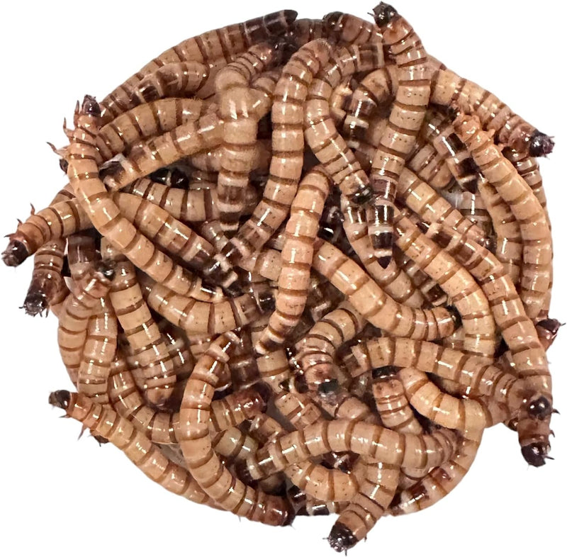 200 Large Superworms (1.5”-2") for Reptiles, Chameleons, Bearded Dragons, and More