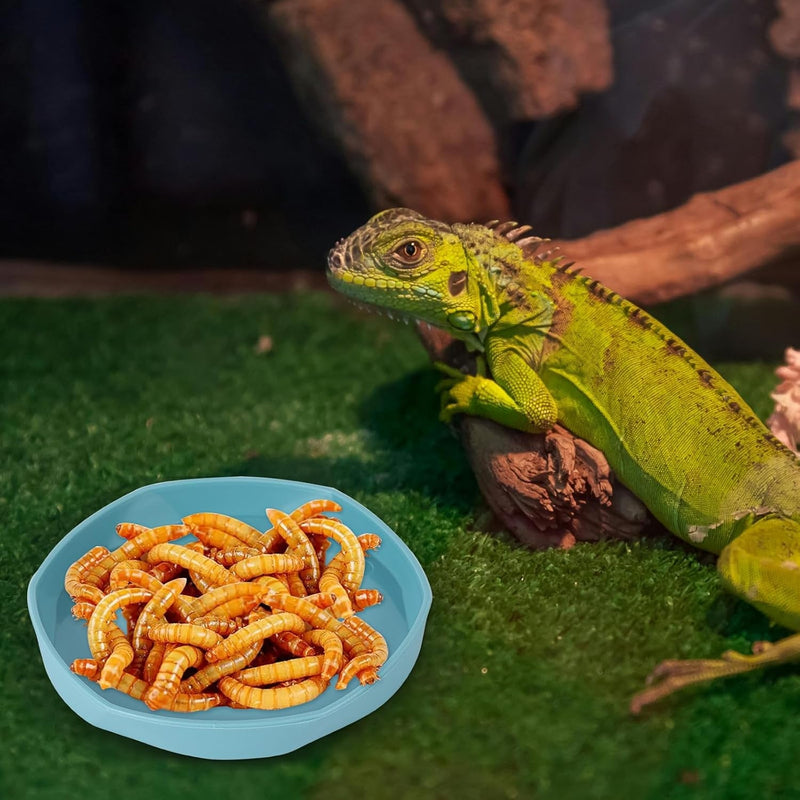 4 Pack Small Reptile Food Dish Bowl, Plastic Worm Water Dish Plate for Lizard Gecko Bearded Dragon Chameleon 4" W X 4" D X 0.5" H, Blue and Yellow