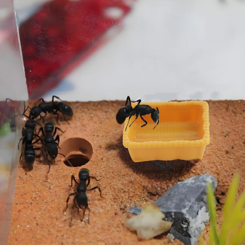 6 Pcs Hermit Crab Micro Food Bowl Ant Farm Small Water Dish for Hermit Crab Tarantula Snail Ant Millipede Tiny Bugs