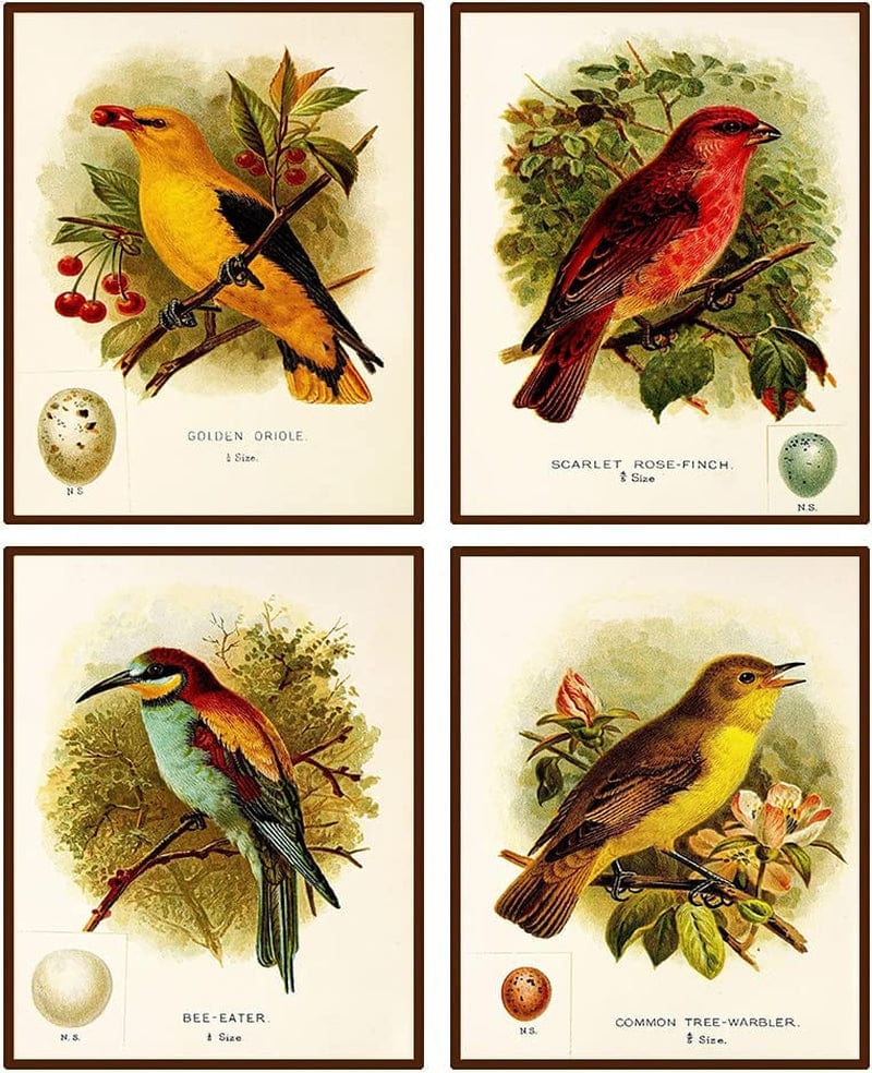 Antique Bird Poster Wall Art Print,Bird Art Prints,Set of 4(8X10Inch) Photos Unframed Make Great Room Wall Decor Gift. Home & Garden > Decor > Artwork > Posters, Prints, & Visual Artwork BKO   