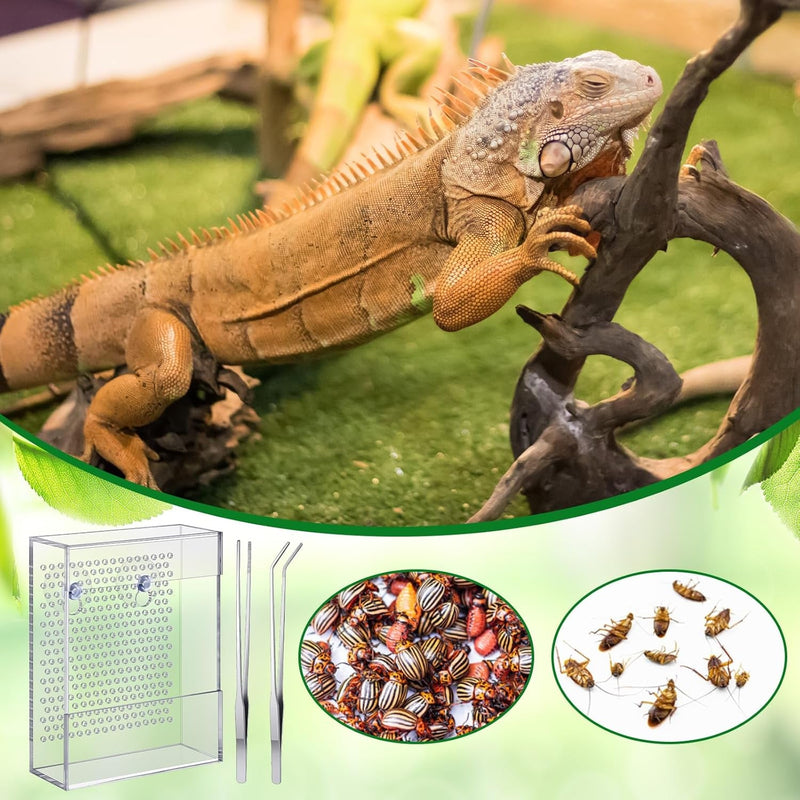 Geyoga Bearded Dragon Feeder with 2 Aquarium Tweezers Transparent Acrylic Reptile Feeder Box Chameleon Bug Bowl Wall Mounted Insect Feeder with Suction Cups for Bearded Dragon Lizard