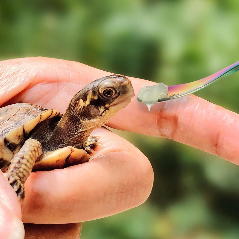 2Pcs Crested Gecko Food Spoons, 8.9" Long Handle Stainless Steel Reptile Spoon, Fruit Mixing Stirring Food Feeding Spoon for Gargoyle Bearded Dragon