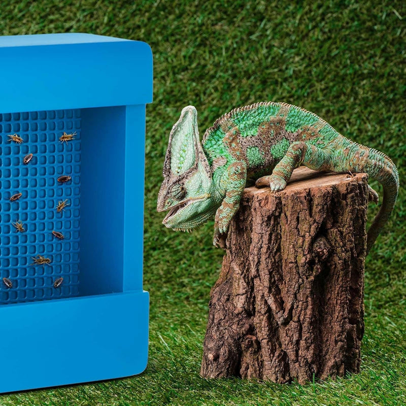 Chameleon Feeder Bearded Dragon Bug Bowl Wooden Bearded Dragon Feeder Insect Reptile Feeder Box with Grid Plate for Feeding Chameleon Gecko Lizard Frog Aquarium Accessories, Blue