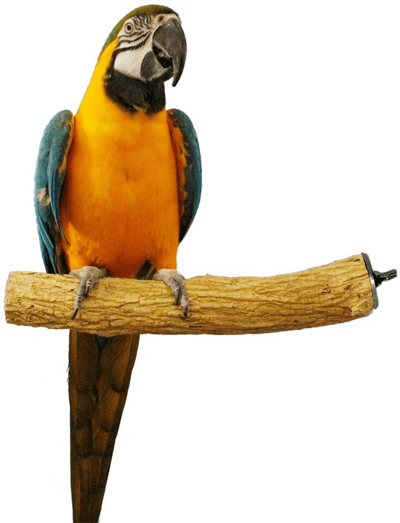 Birds LOVE Bottlebrush and PepperWood Bird Cage Perch - Small to Extra Large for Canaries, Parakeets, Conures, Quakers, Macaws Birds Animals & Pet Supplies > Pet Supplies > Bird Supplies Birds LOVE Bottlebrush Large (Pack of 1) 