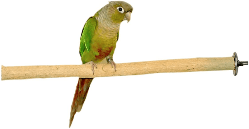 Birds LOVE Bottlebrush and PepperWood Bird Cage Perch - Small to Extra Large for Canaries, Parakeets, Conures, Quakers, Macaws Birds Animals & Pet Supplies > Pet Supplies > Bird Supplies Birds LOVE Bottlebrush Small (Pack of 1) 