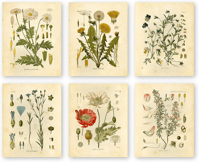 Botanical Prints Wildflower Prints Floral Wall Art - Set of 6 - 8X10 - Unframed Home & Garden > Decor > Artwork > Posters, Prints, & Visual Artwork KOL DEALS   