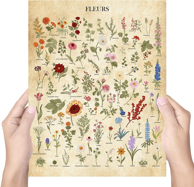 Botanical Wall Art - Flower Poster - Set of 1 (11x14") Vintage Botanical Prints | Plant Poster | Botanical Poster Prints| UNFRAMED Floral Prints, Plant Wall Art | Flower Posters, Set 3