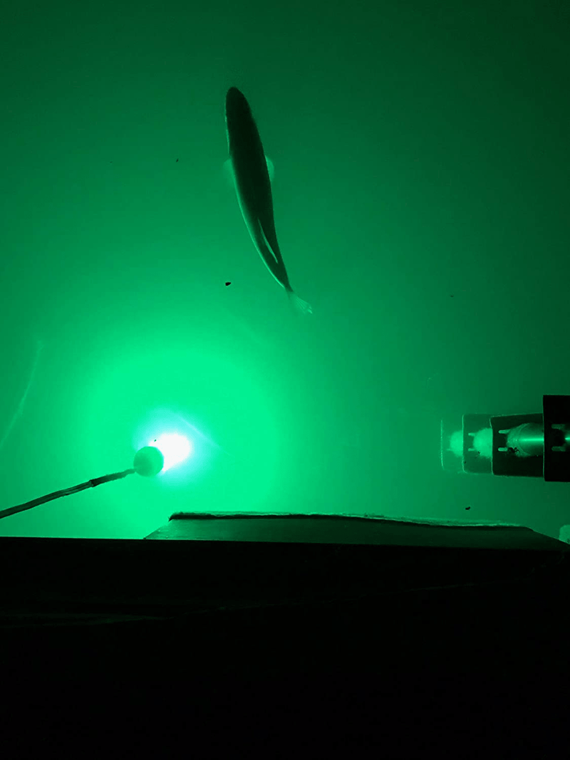 Bright Night Fishing 15,000 Lumen 30ft Cord Waterproof AC Underwater Fishing Light 300 Green LED Submersible Dock Light,