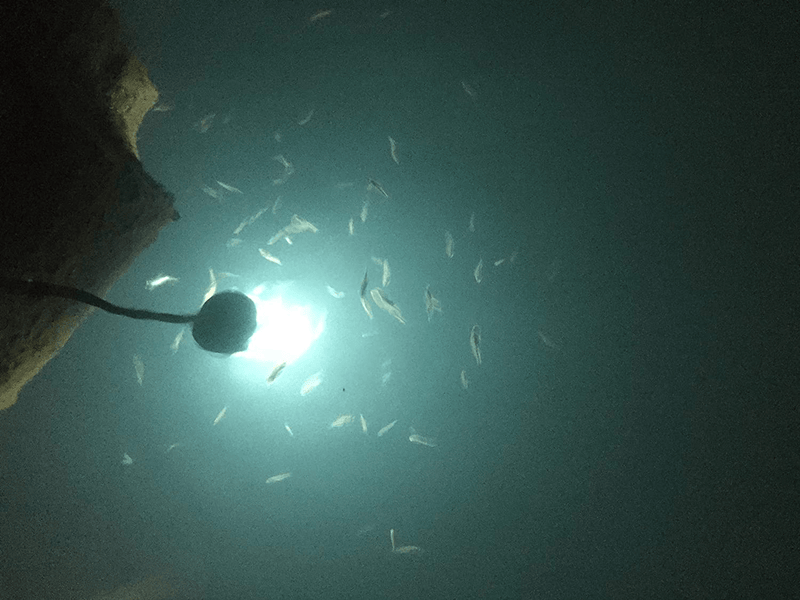 Bright Night Fishing 15,000 Lumen 30ft Cord Waterproof AC Underwater Fishing Light 300 Green LED Submersible Dock Light, Home & Garden > Pool & Spa > Pool & Spa Accessories Bright Night Fishing   
