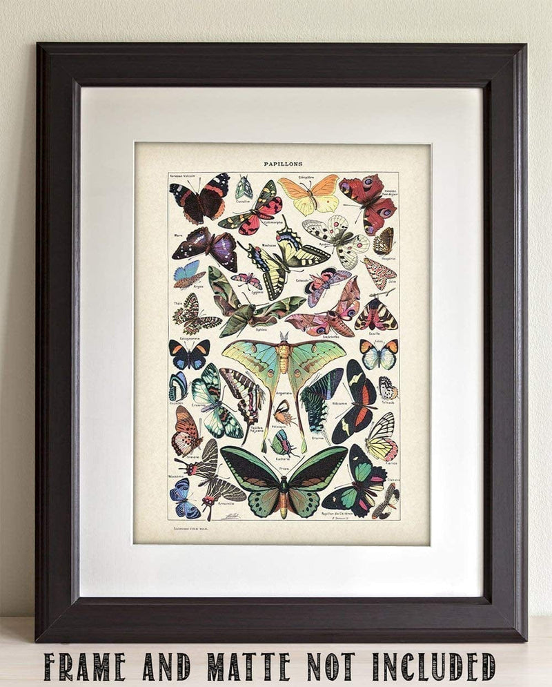 Butterflies Papillons - Vintage Educational Print for Science Room, Cottagecore Room Print, Classic Butterfly Poster and Gift for Gardeners and Entomologists, 16X20 Canvas Art Print Poster Home & Garden > Decor > Artwork > Posters, Prints, & Visual Artwork Lone Star Art Store   