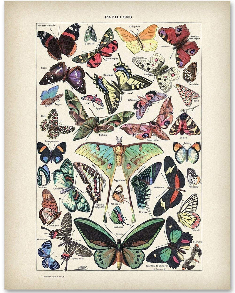 Butterflies Papillons - Vintage Educational Print for Science Room, Cottagecore Room Print, Classic Butterfly Poster and Gift for Gardeners and Entomologists, 16X20 Canvas Art Print Poster Home & Garden > Decor > Artwork > Posters, Prints, & Visual Artwork Lone Star Art Store   