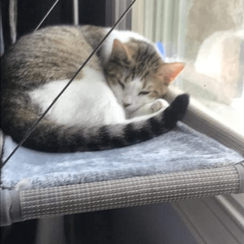 Cat Window Perch, Cat Hammock Window Seat, Space Saving Window Mounted Cat Bed for Large Cats Premium Set Animals & Pet Supplies > Pet Supplies > Cat Supplies > Cat Beds PEFUNY   