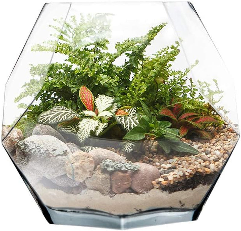 CYS EXCEL 7" Clear Glass Geometric Terrarium Bowl | Prism Honeycomb Plant Vase | Hexagon Design Candle Holder Container