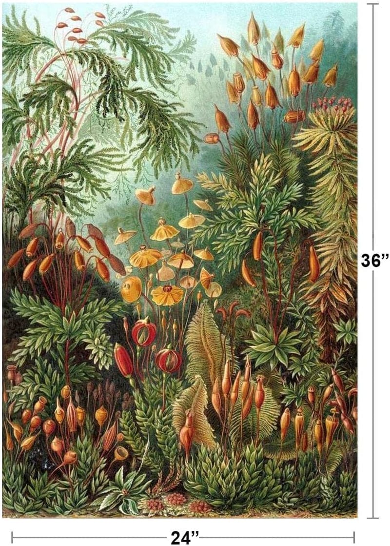 Ernst Haeckel Muscinae Moss Art Forms in Nature Plant Room Decor Aesthetic Plant Art Prints Large Botanical Poster Nature Wall Art Decor Boho Pictures Wall Decor Cool Wall Decor Art Print Poster 24X36 Home & Garden > Decor > Artwork > Posters, Prints, & Visual Artwork Poster Foundry   