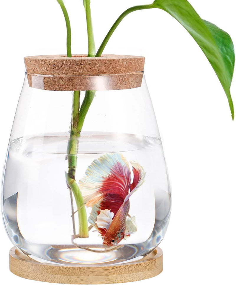 Betta Fish Tank - Mini Bowls for Beta Fish, Aquaponic Fish Tank Clear Hydroponic Plant Terrarium for Promoted Ecosphere Aquatic Ecosystem - 4.3" X 6" Drop-Shaped