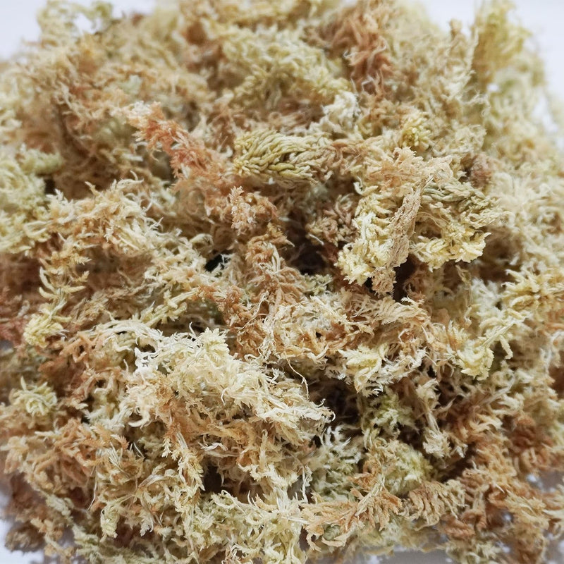 6.2Oz Natural Sphagnum Moss for Reptiles,Ideal Humidity Retaining Medium for Snakes,Turtles and Other Reptiles,Good for Terrariums for Reptiles & Amphibians