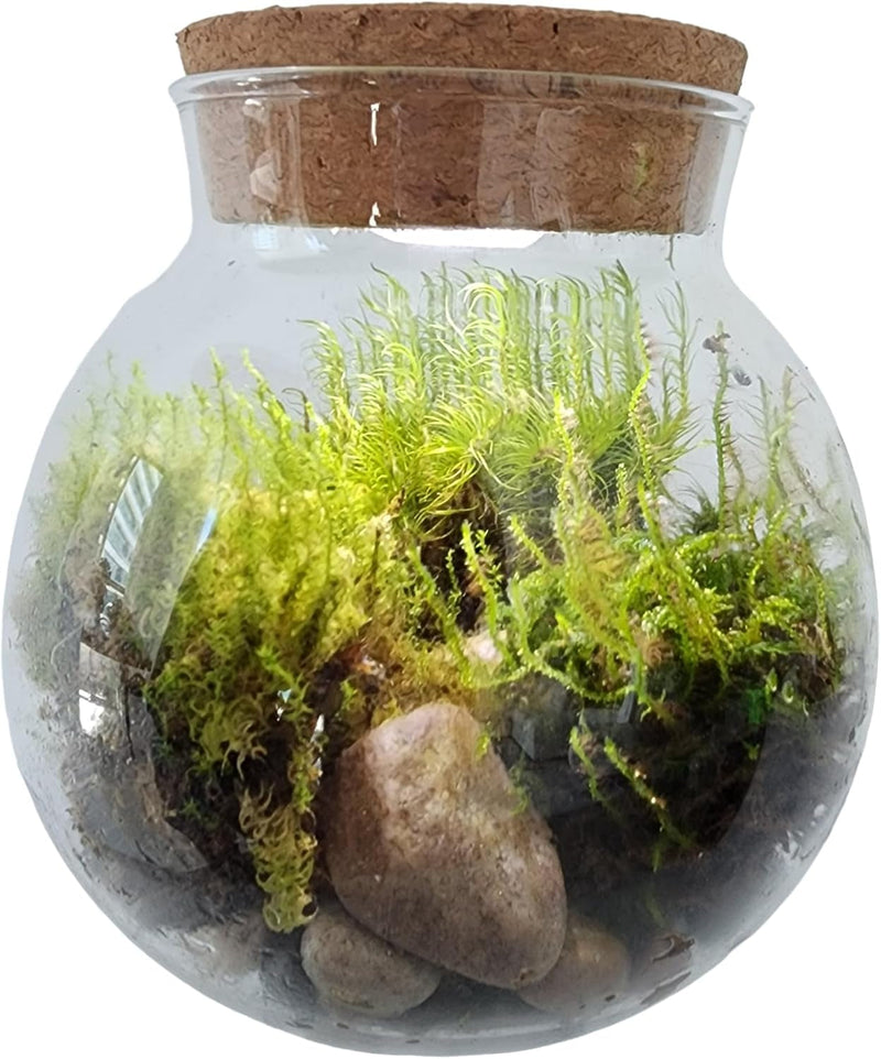 Create Your Serene Moss Sanctuary with the Unique Gardener Moss Bowl Terrarium Kit with LED Light - Perfect for Stress Relief & Air Purification!