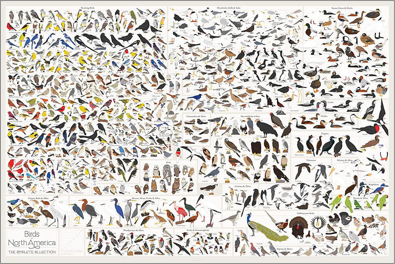 Pop Chart | Birds of North America | 36" X 24" Large-Format Poster | Every Bird Species in North America Illustrated | Perfect Wall Decor for Nature Lovers | 100% Made in the US Home & Garden > Decor > Artwork > Posters, Prints, & Visual Artwork Pop Chart Lab   