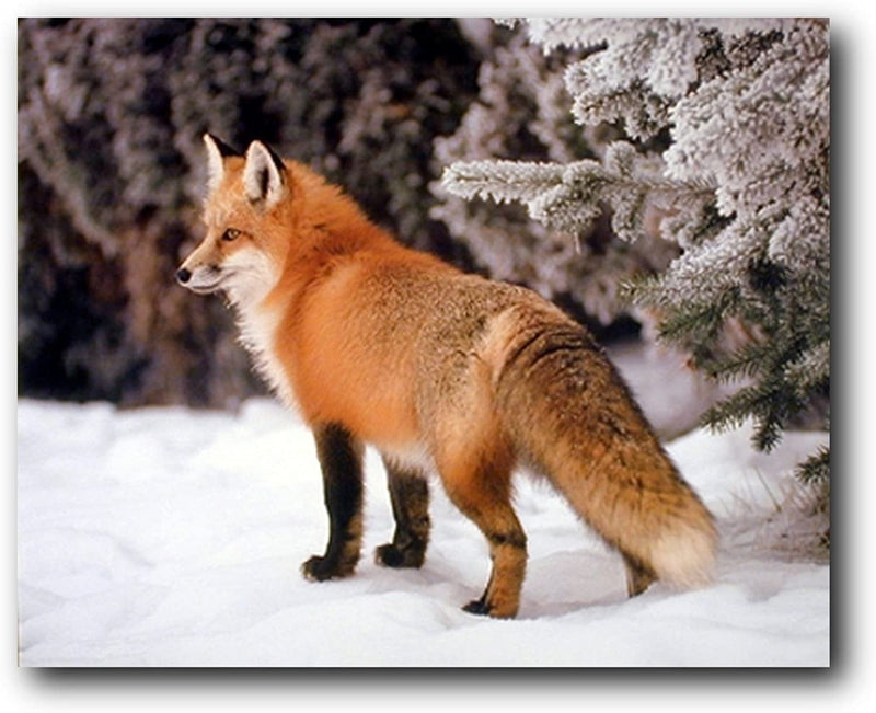Red Fox in the Snow Wildlife Animal Art Print Poster (16X20) Home & Garden > Decor > Artwork > Posters, Prints, & Visual Artwork Impact Posters   