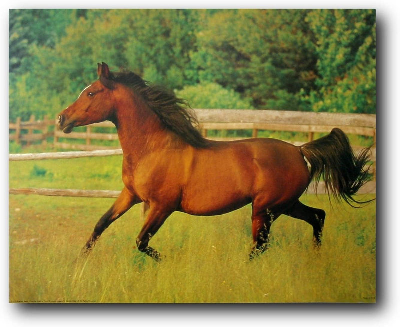 Running Arabian Mare Horse Wild Animal Art Print Poster (16X20)