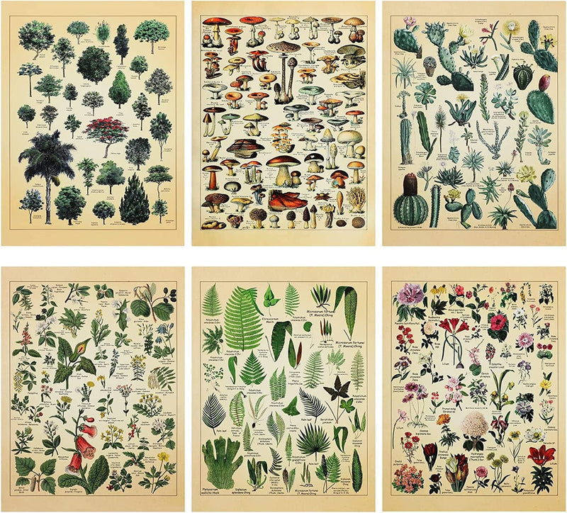 Set of 6 Plant Poster Vintage Botanical Prints 12 X 16 Inch Decorative Wrap Poster Tree Wall Art Picture Vintage Mushroom Decor Floral Nature Poster for Wall Cactus Posters Prints Home & Garden > Decor > Artwork > Posters, Prints, & Visual Artwork Fainne Paper Mushroom 