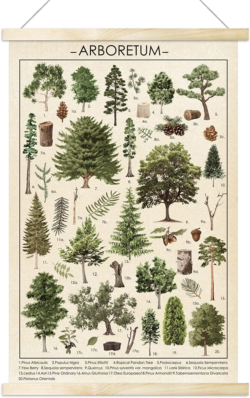 Tevxj Vintage Tree Poster Plant Wall Art Prints Rustic Style of Arboretum Wall Hanging Illustrative Reference Chart Poster for Living Room Office Classroom Bedroom Playroom Dining Room Decor Frame