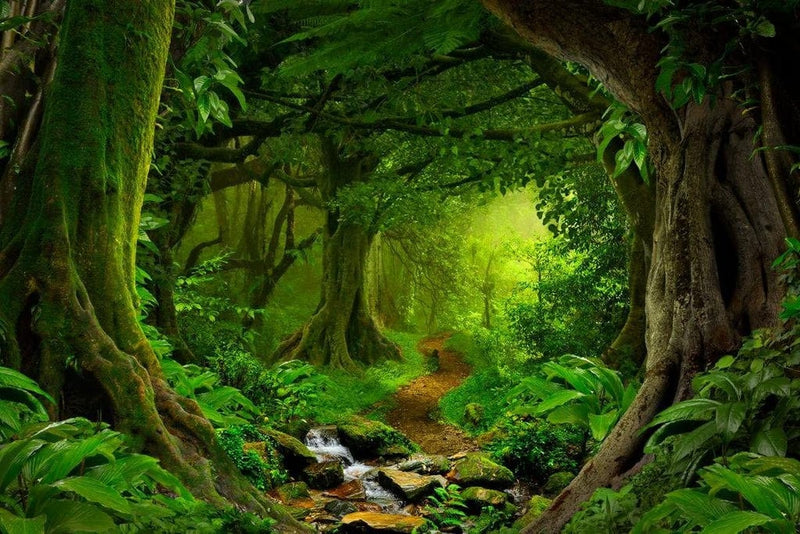 Tropical Jungle Rainforest Footpath Landscape Photo Photograph Rain Forest Stream Water Rocks Lush Foliage Tree Canopy Green Leaves Branches Moss Ferns Hiking Cool Wall Decor Art Print Poster 36X24