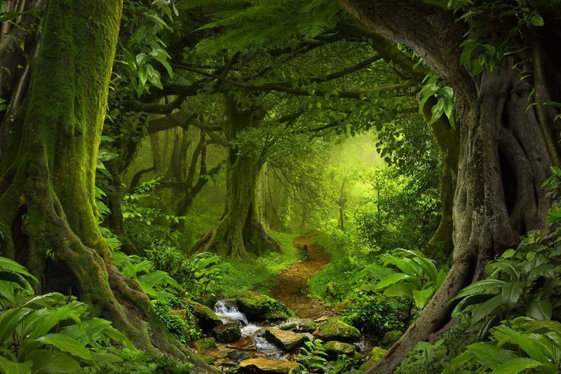 Tropical Jungle Rainforest Footpath Landscape Photo Photograph Rain Forest Stream Water Rocks Lush Foliage Tree Canopy Green Leaves Branches Moss Ferns Hiking Cool Wall Decor Art Print Poster 36X24