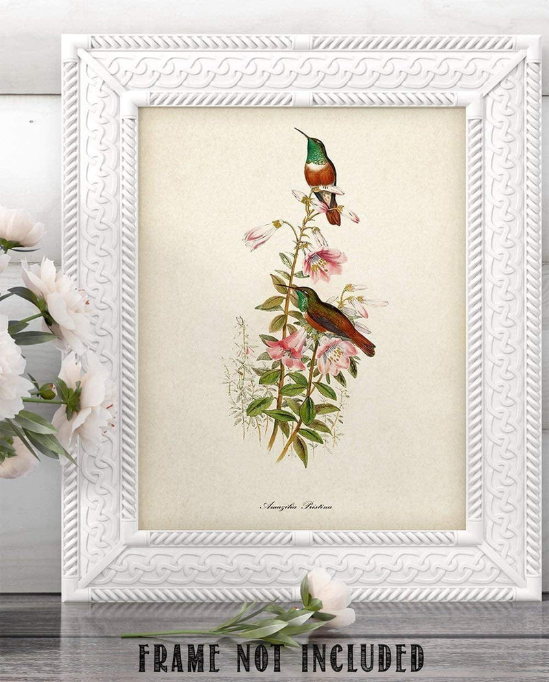 Vintage Two Hummingbirds Illustration - 11X14 Unframed Art Print Poster - Great Home Humming Bird Decor and a Great Gift under $15 for Bird Watchers Home & Garden > Decor > Artwork > Posters, Prints, & Visual Artwork Lone Star Art Store   