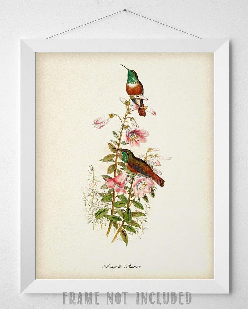 Vintage Two Hummingbirds Illustration - 11X14 Unframed Art Print Poster - Great Home Humming Bird Decor and a Great Gift under $15 for Bird Watchers Home & Garden > Decor > Artwork > Posters, Prints, & Visual Artwork Lone Star Art Store   