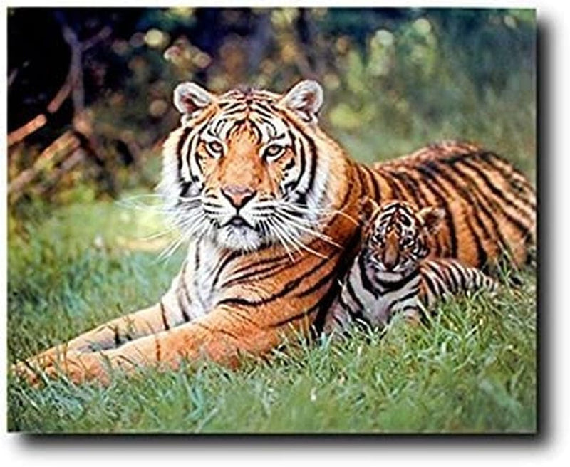 Wall Decor Wild Tiger and Cubs Wildlife Animal Art Print Poster (16X20) Home & Garden > Decor > Artwork > Posters, Prints, & Visual Artwork Impact Posters   
