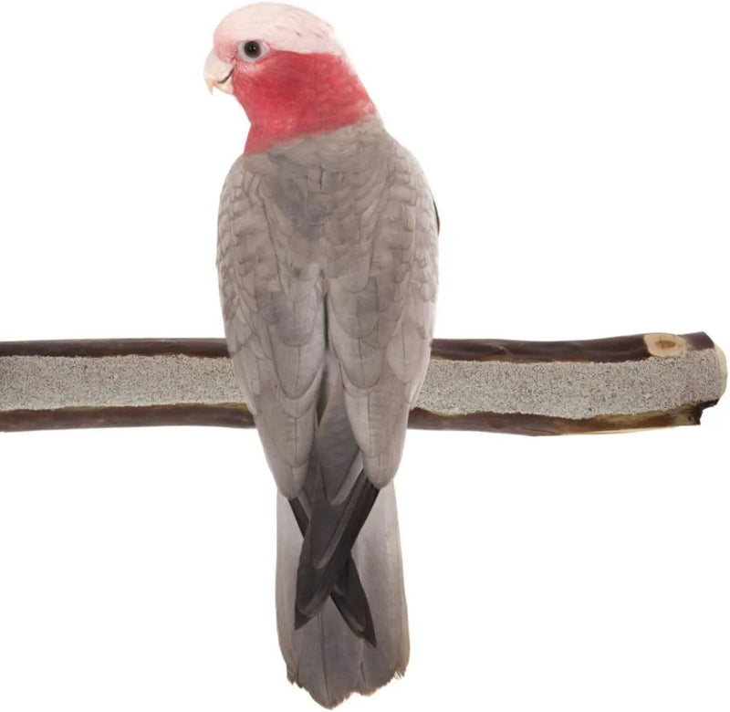 Sweet Feet and Beak Superoost Manzanita Pumice Pedicure Perch- Easy to Install Bird Cage Accessories for Healthy Feet, Nails and Beak - Natural Bird Perches Imitates Birds' Life in the Wild - M 10" Animals & Pet Supplies > Pet Supplies > Bird Supplies Sweet Feet Medium 10"  