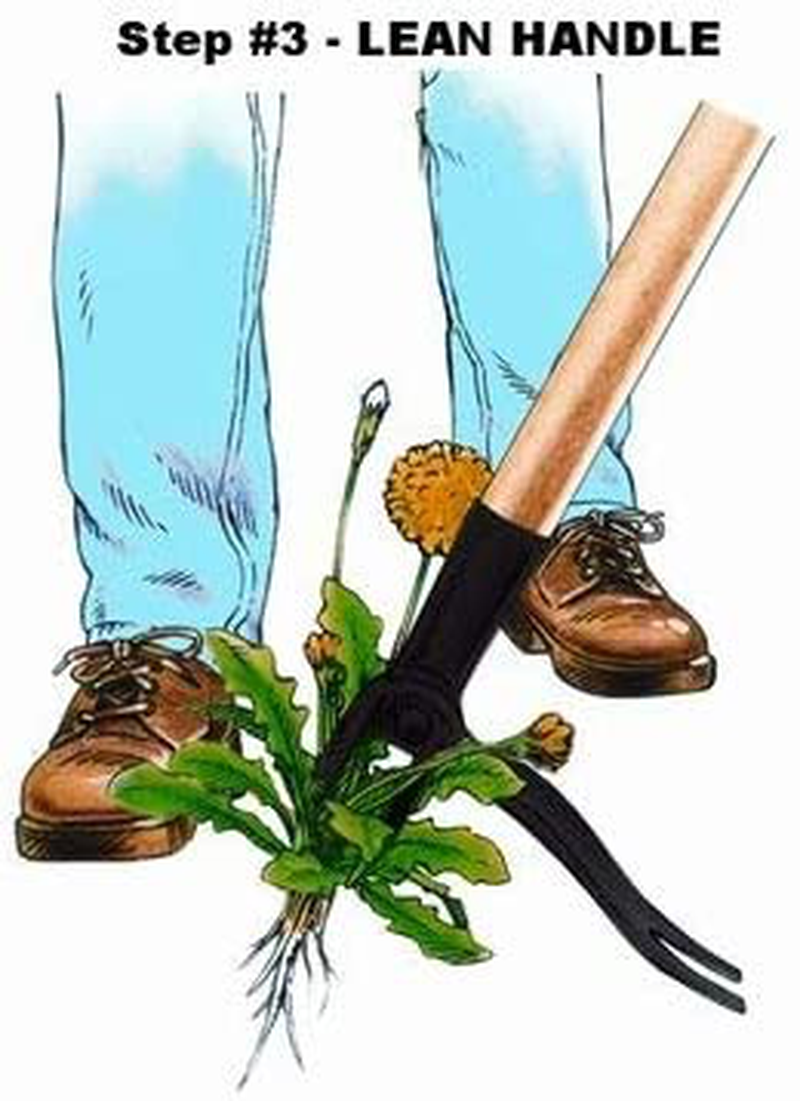 Grampa's Weeder - The Original Stand Up Weed Puller Tool with Long Handle - Made with Real Bamboo & 4-Claw Steel Head Design - Easily Remove Weeds Without Bending, Pulling, or Kneeling Home & Garden > Lawn & Garden > Gardening > Gardening Tools > Gardening Sickles & Machetes Grampa's Weeder   