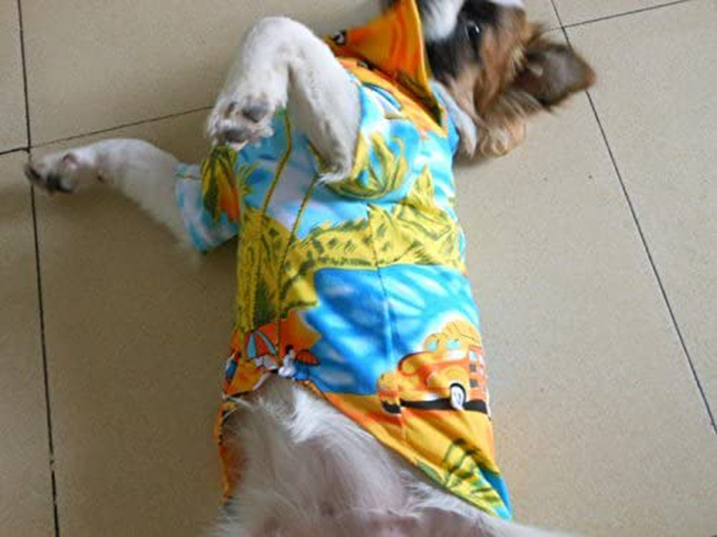 Tangpan Hawaiian Beach Coconut Tree Print Dog Shirt Summer Camp Shirt Clothes Animals & Pet Supplies > Pet Supplies > Cat Supplies > Cat Apparel Tangpan   