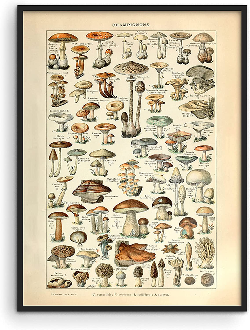 Haus and Hues Vintage Mushroom Posters & Mushroom Chart - Adolphe Millot Poster Cottagecore Wall Decor | Mushroom Print & Plant Poster Vintage Botanical Prints & Botanical Poster UNFRAMED 12"X16" Home & Garden > Decor > Artwork > Posters, Prints, & Visual Artwork HAUS AND HUES Mushrooms w/ Text 12x16 Unframed 