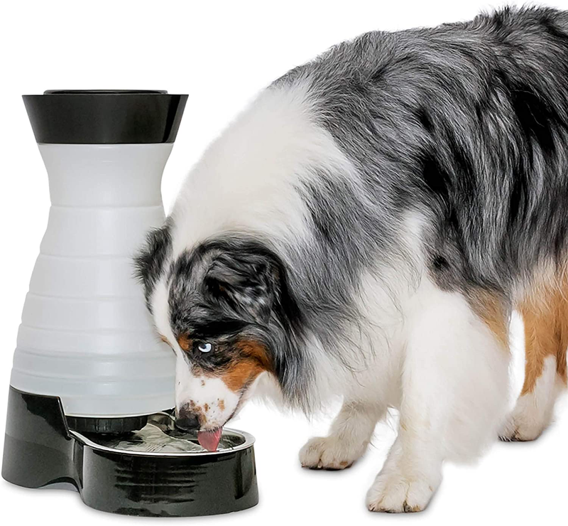 PetSafe Healthy Pet Gravity Food or Water Station, Automatic Dog and Cat Feeder or Water Dispenser, Small, Medium, Large